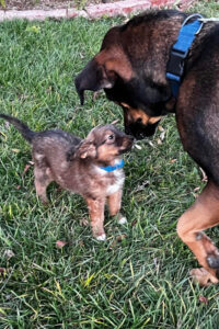 Omaha Meets Guinness Omaha the Bat Dog meets her brother Guinness