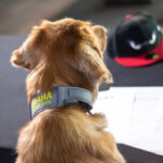 Press Conference Collar Shot Omaha the Bat Dog Press Conference
