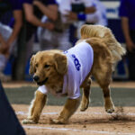 Omaha RC Quakes Omaha the Bat Dog at Rancho Cucomonga Quakes vs. Visalia Rawhide