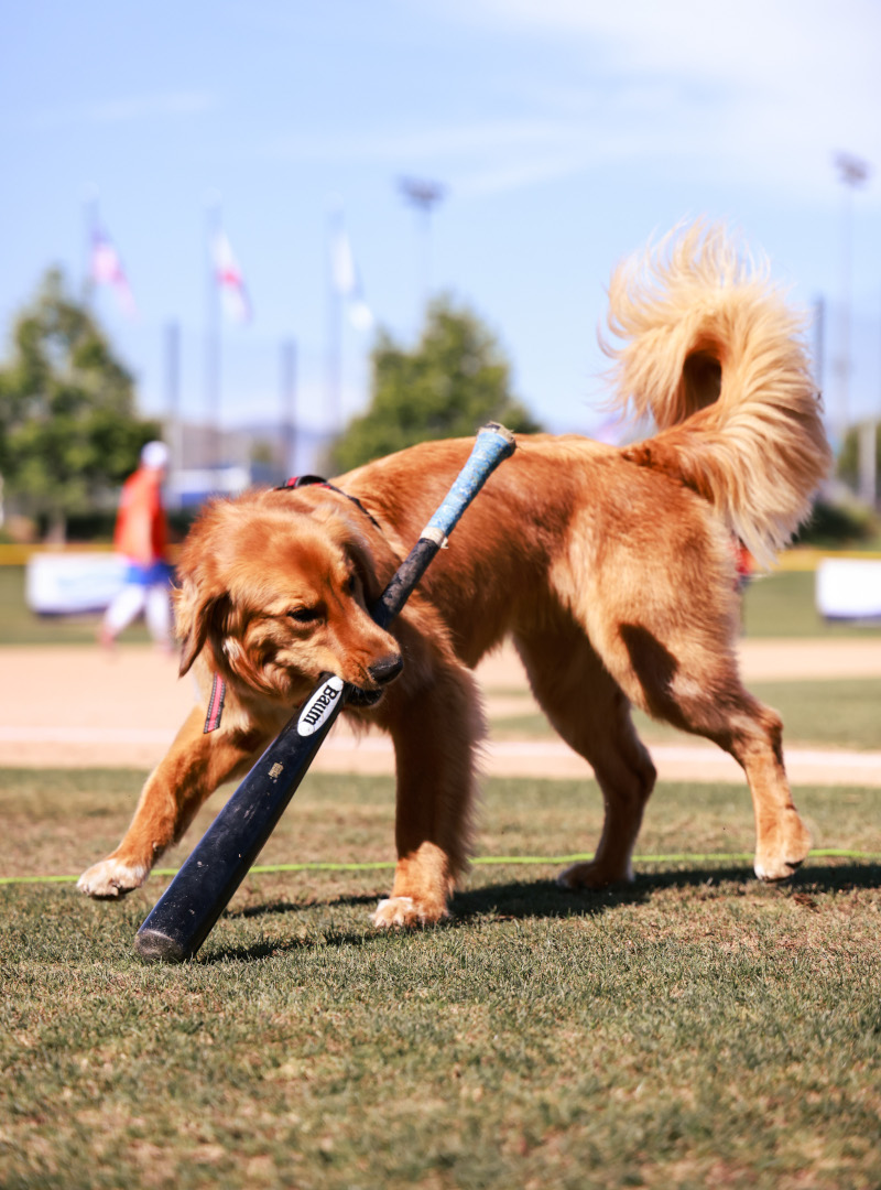 Omaha_Baum_Bat Omaha the Bat Dog Baum Bat